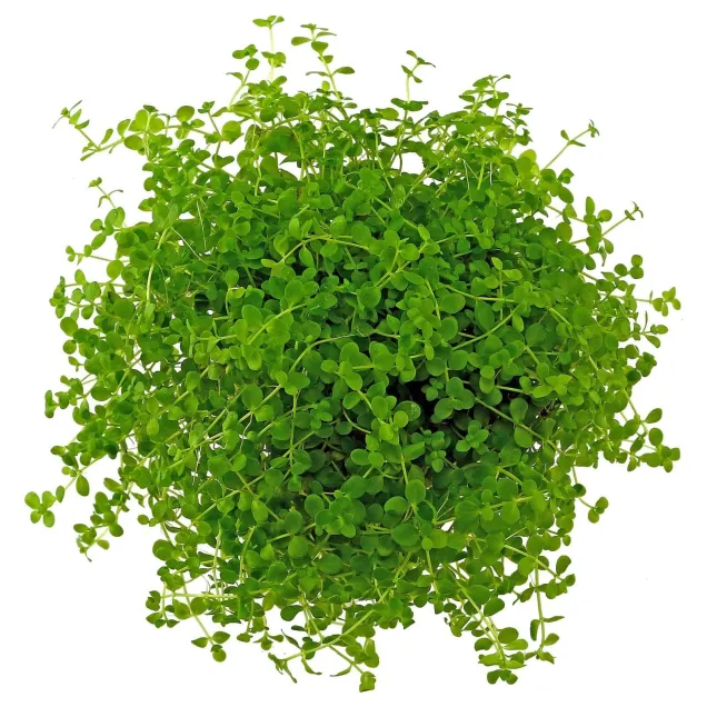 Micranthemum tappetino di prato per acquario