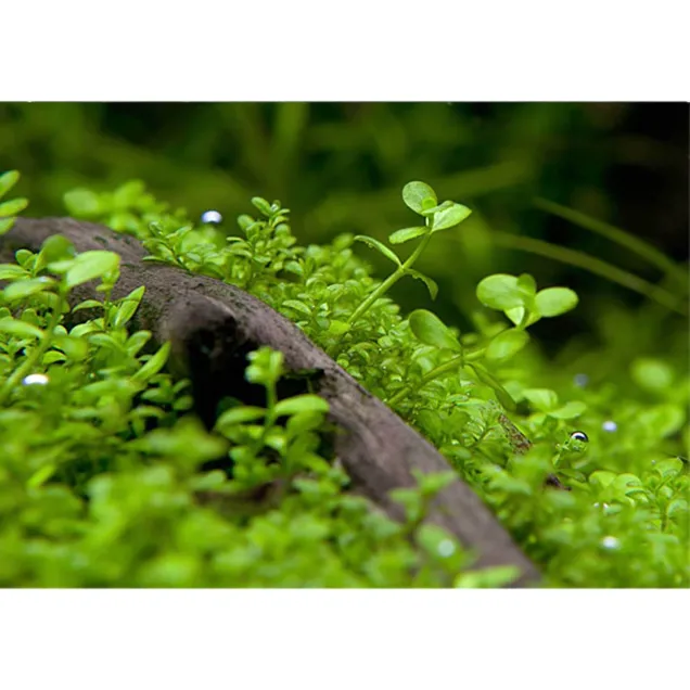 Micranthemum tappetino di prato per acquario