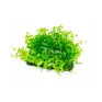 Micranthemum tappetino di prato per acquario
