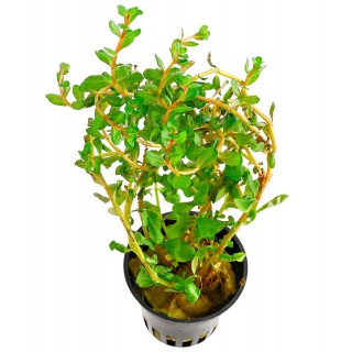 Rotala rotundifolia Vietnam H'ra