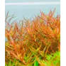 Rotala rotundifolia Vietnam H\'ra