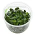 Bucephalandra Wavy Green in vitro