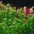 Ammania Bonsai (Rotala indica) in vitro