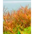 Rotala rotundifolia Vietnam H'ra