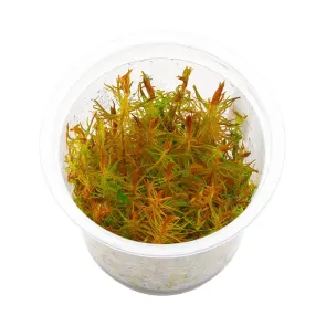 Rotala rotundifolia Vietnam H'ra 2