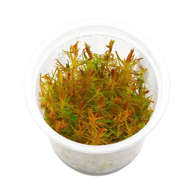 Rotala rotundifolia Vietnam H'ra in vitro