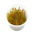 Rotala rotundifolia Vietnam H'ra in vitro