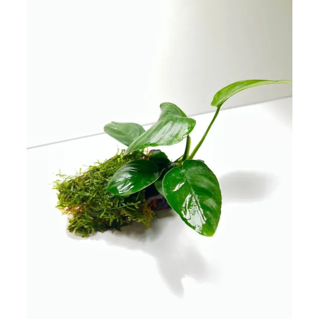 Anubias su tronco con muschio