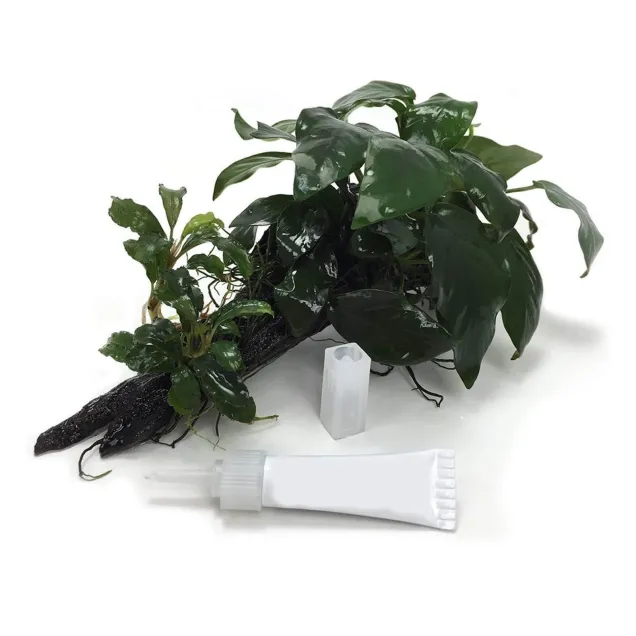 Colla per fissare piante e muschi in acquario