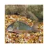 BROCHIS SPLENDENS - Green Cory - M