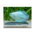 Colisa lalia cobalt gourami - L