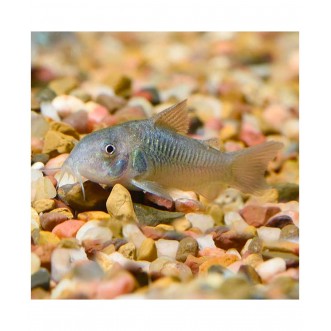 Corydoras Aeneus Bronze Cory - M