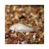 Corydoras Aeneus Albino Cory - M