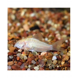Corydoras Aeneus Albino Cory - M