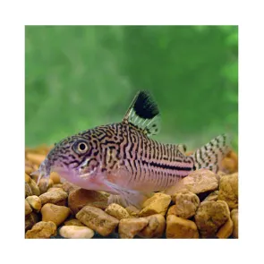 Corydoras Julii - M