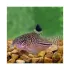 Corydoras Julii - M