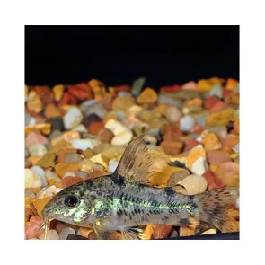 Corydoras Paleatus pepper cory - M