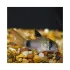 Corydoras Panda - M