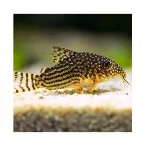 Corydoras Sterbai - M