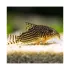 Corydoras Sterbai - M