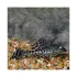 Hypostomus plecostomus - M Hypostomus plecostomus - M