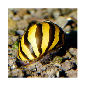 Neritina Natalensis zebra snail - M
