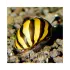 Neritina Natalensis zebra snail - M