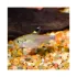 PRISTELLA MAXILLARIS Goden - L