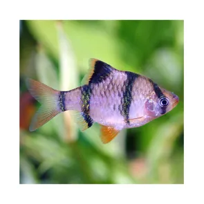 Barbus Tetrazona Puntigrus Tiger- M