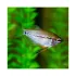 Trichogaster Leerii Pearl Gourami - ML Trichogaster Leerii Pearl Gourami - ML