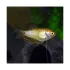 Trichogaster Trichopterus Golden Gourami - M