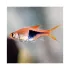 Rasbora Heteromorpha Harlequin Trigonostigma - XL
