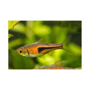 Rasbora Espei Trigonostigma - XL