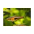 Rasbora Espei Trigonostigma - XL