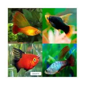 Platy Xiphophorus Maculatus Mix - M
