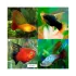 Platy Xiphophorus Maculatus Mix - M Platy Xiphophorus Maculatus Mix - M