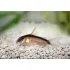 CORYDORAS ARCUATUS - L