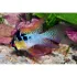 PAPILIOCHROMIS RAMIREZI ASIAT LONG FIN - XL
