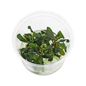 Bucephalandra Blue Green in vitro