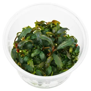 Bucephalandra Kedagang in vitro