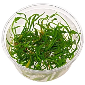 Helanthium tenellum in vitro