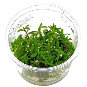 Limnophila Vietnam in vitro 2