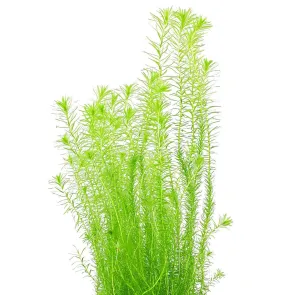 Mayaca fluviatilis in vitro