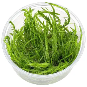 Mayaca fluviatilis in vitro 2