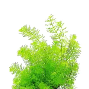 Myriophyllum Guyana in vitro