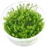 Myriophyllum Guyana in vitro