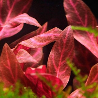 Alternanthera rosanervig pianta d'acquario foglie