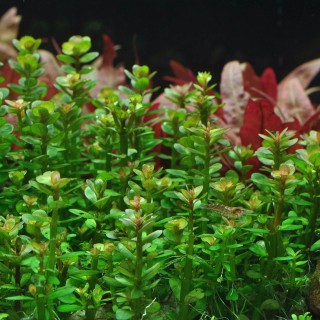 Ammania Bonsai (Rotala indica) in vitro