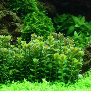 Ammania Bonsai (Rotala indica) in vitro