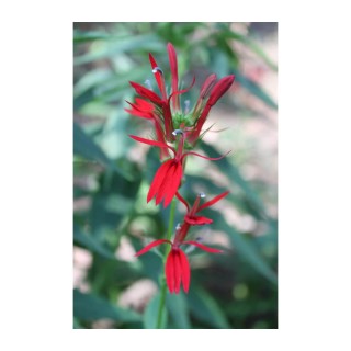 Lobelia cardinalis fioritura